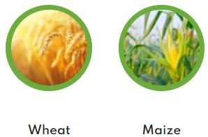 grain crop