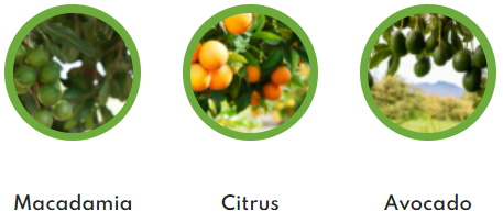 nursery crop
